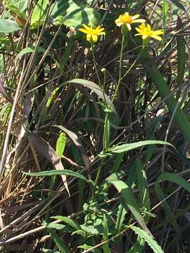 Plancia ëd Senecio stauntonii DC.