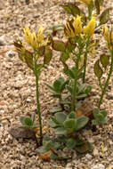 Image of Lake Tahoe draba