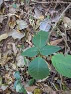 Pachystachys dubiosa (Lindau) A. L. A. Côrtes resmi