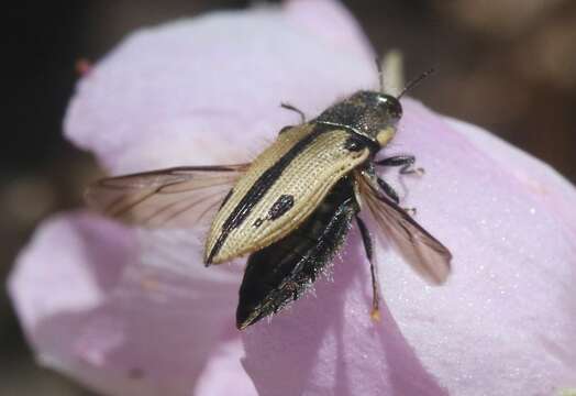 Image of Acmaeodera latiflava Fall 1907