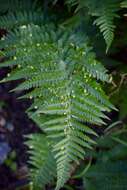 Plancia ëd Taphrina californica Mix 1938