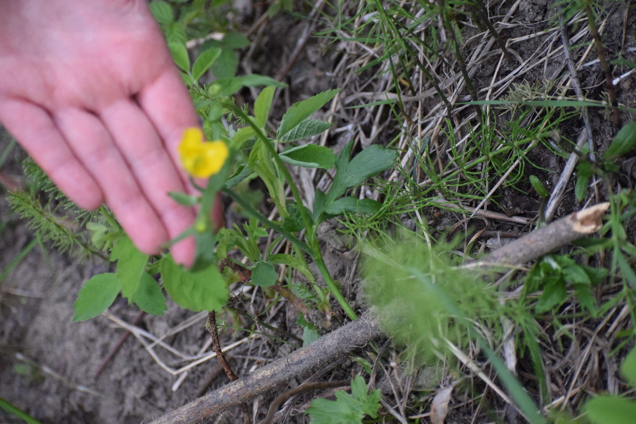 Image of Turner's buttercup