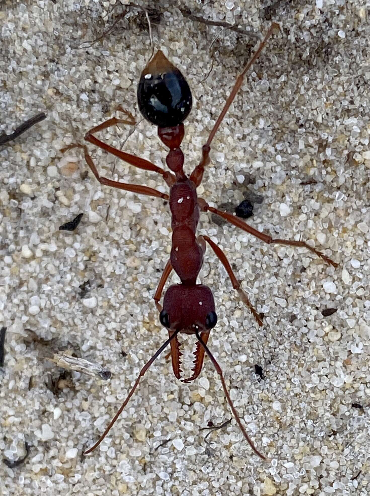 Image of Myrmecia analis Mayr 1862