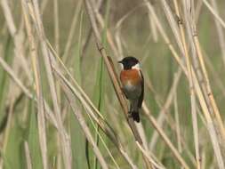 Saxicola maurus variegatus (Gmelin & SG 1774) resmi