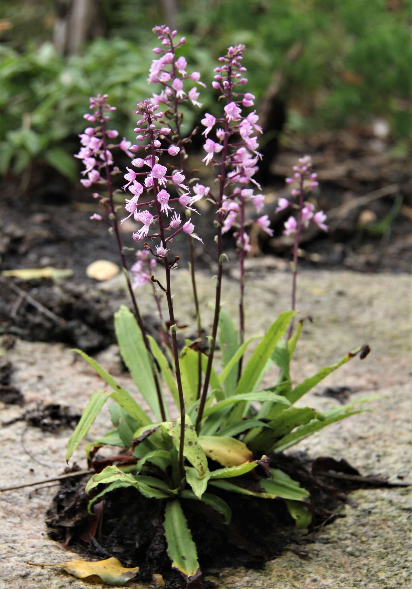 Image of Stenoglottis longifolia Hook. fil.