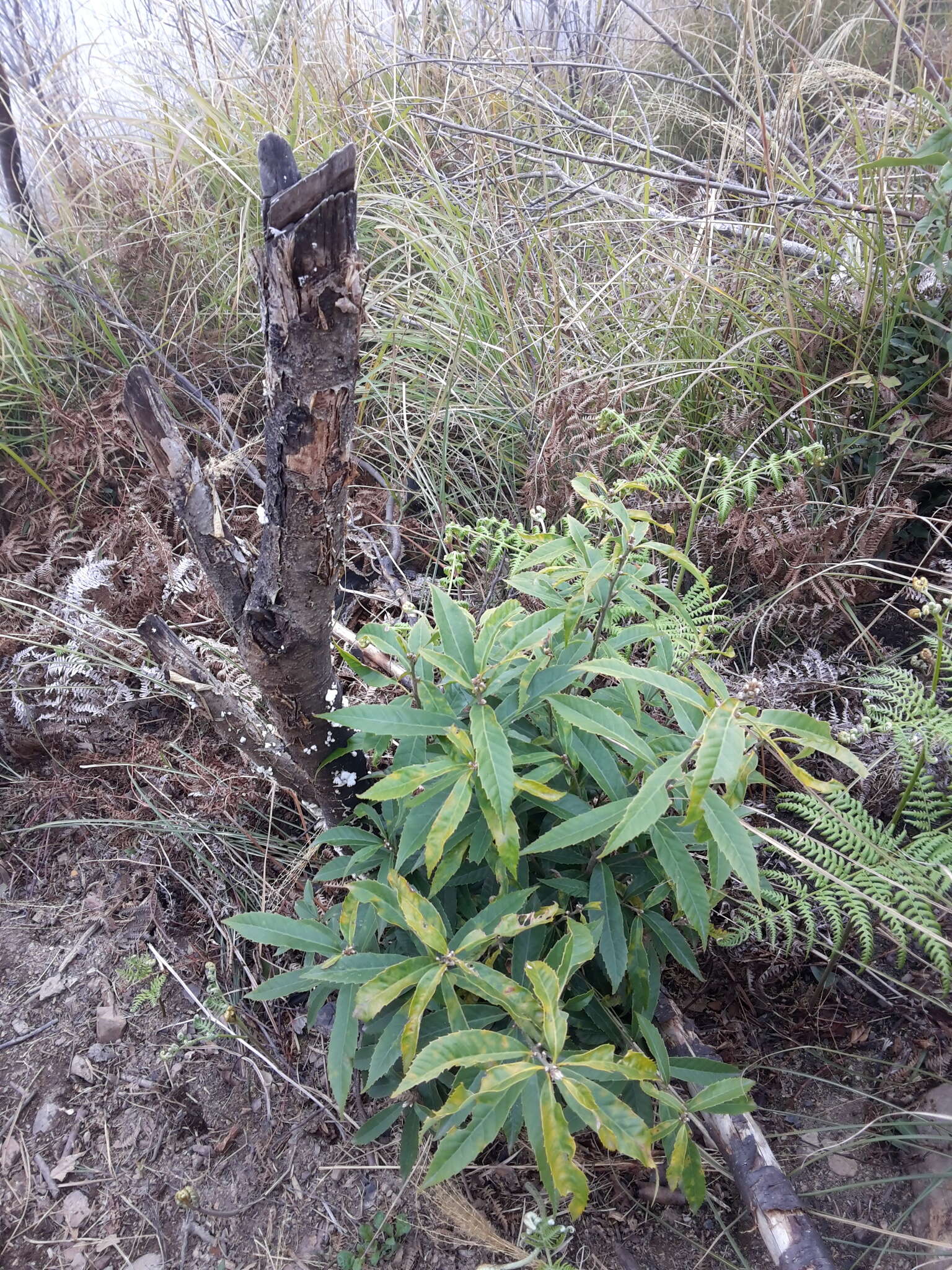 Imagem de Quercus stenophylloides Hayata