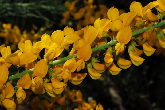 Image of Lebeckia