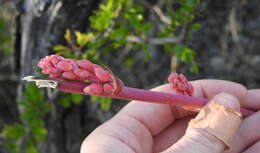 Image of redflower false yucca