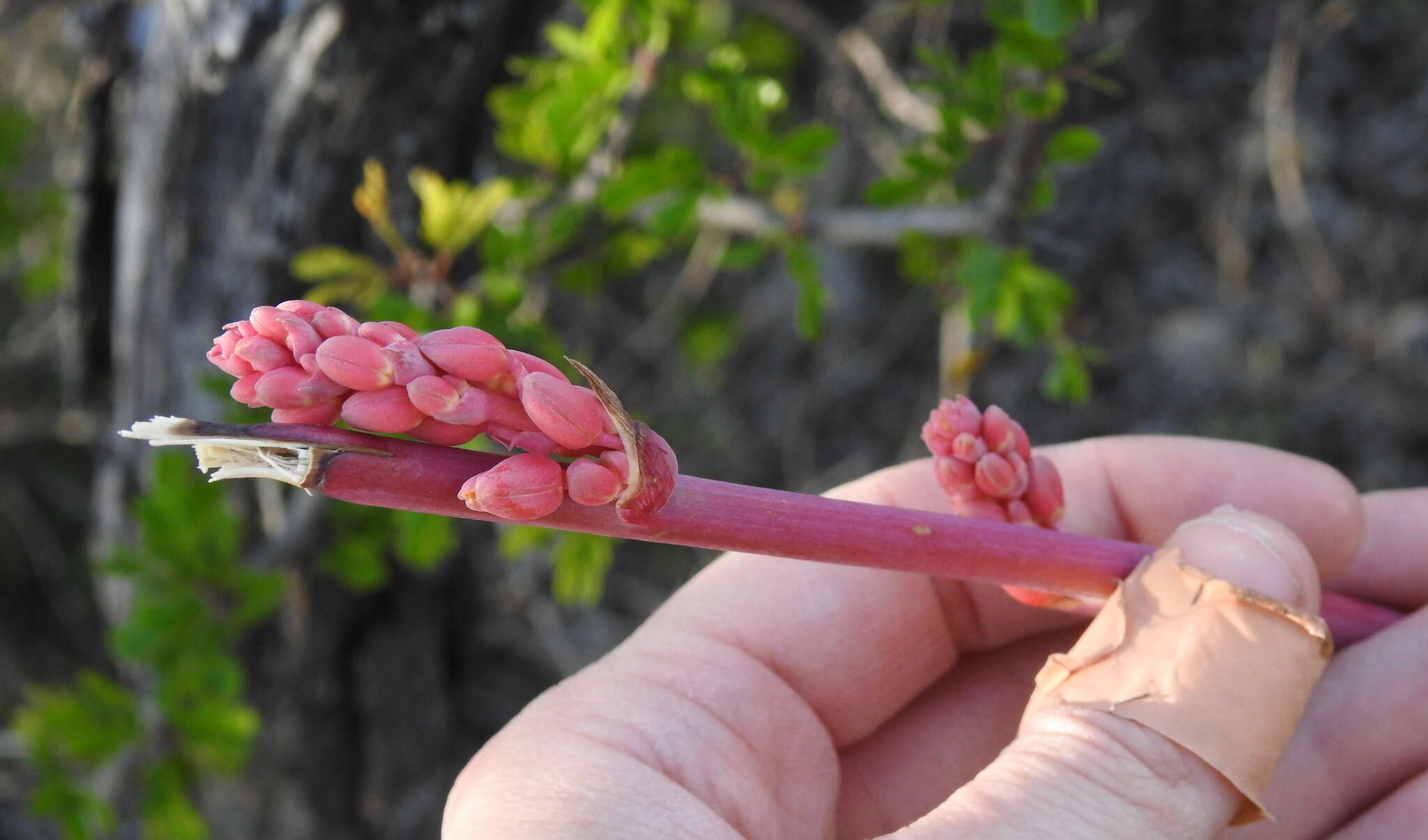 Image of redflower false yucca