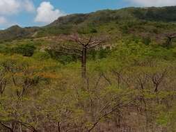 Image of Suarez baobab