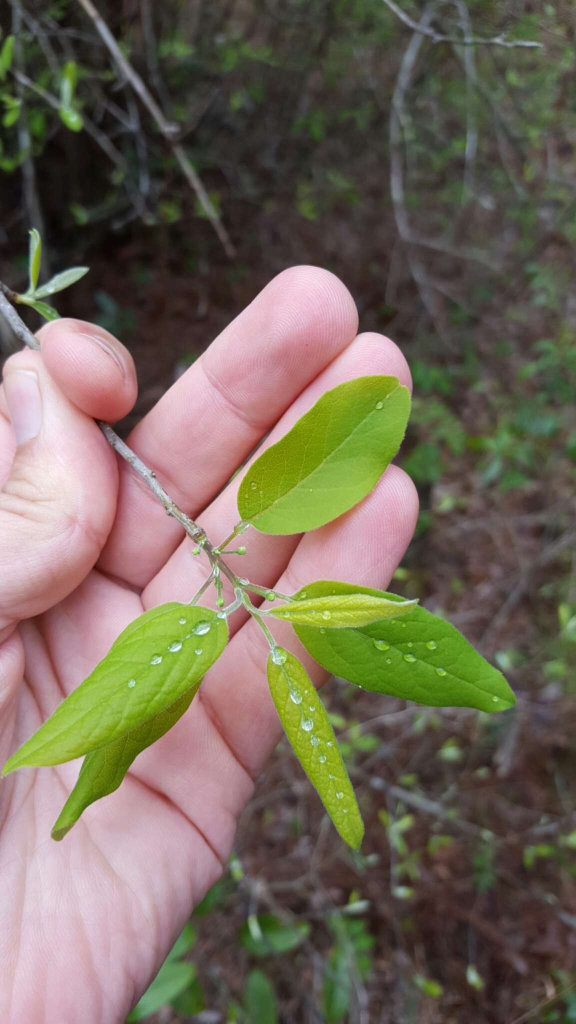 Image of sarvis holly