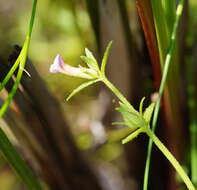 Image de Gratiola pubescens R. Br.