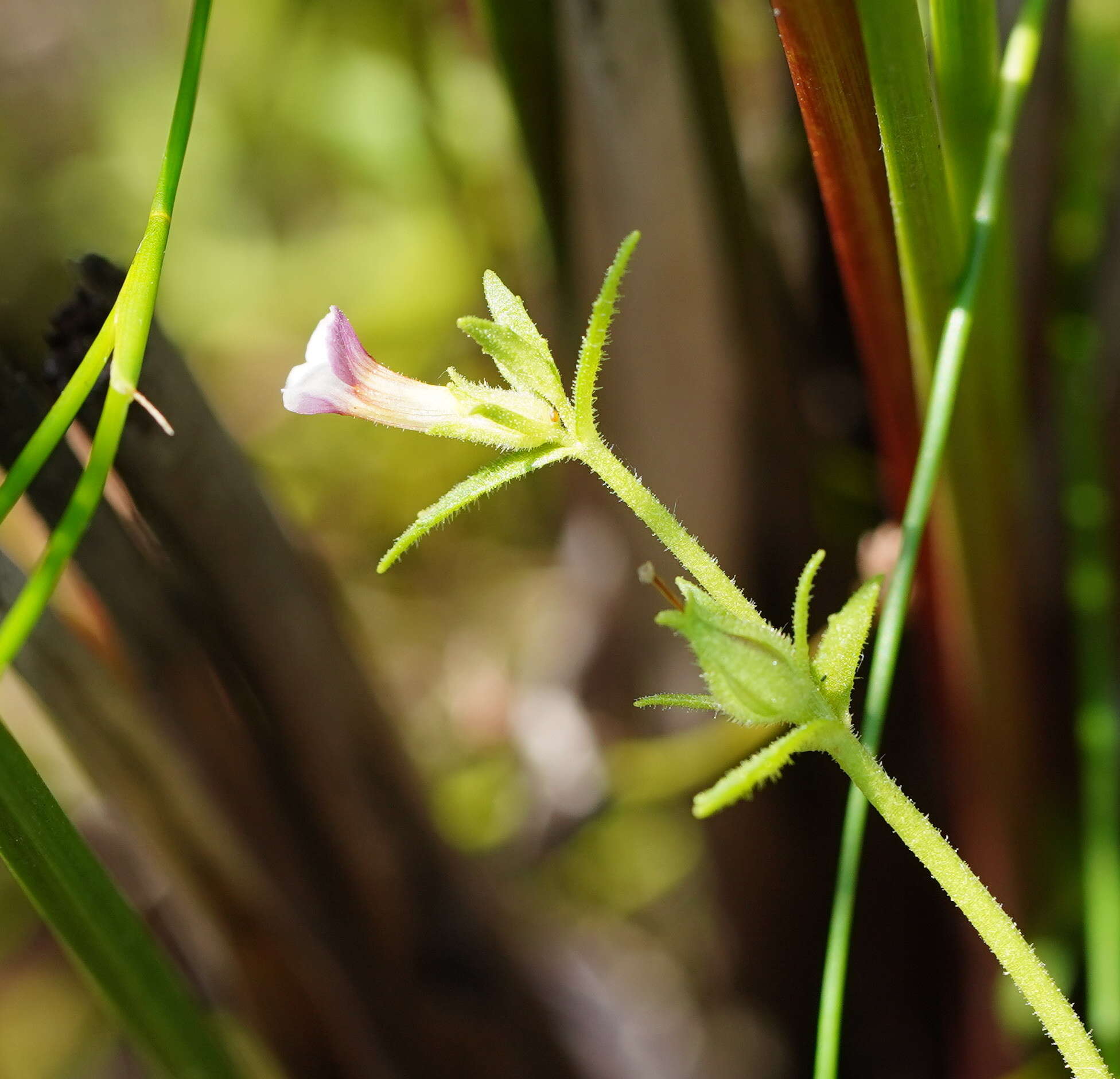 Image de Gratiola pubescens R. Br.