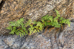 Image of Cheilanthes lozanoi var. seemannii (Hook.) Mickel & Beitel