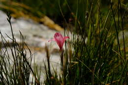 Слика од Gladiolus oreocharis Schltr.