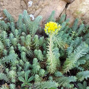 Слика од Petrosedum rupestre (L.) P. Heath