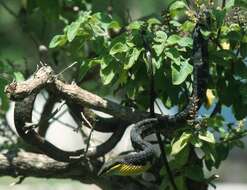 Image of Dagger-tooth Vine Snake