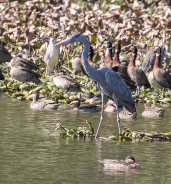 Image of Humblot's Heron