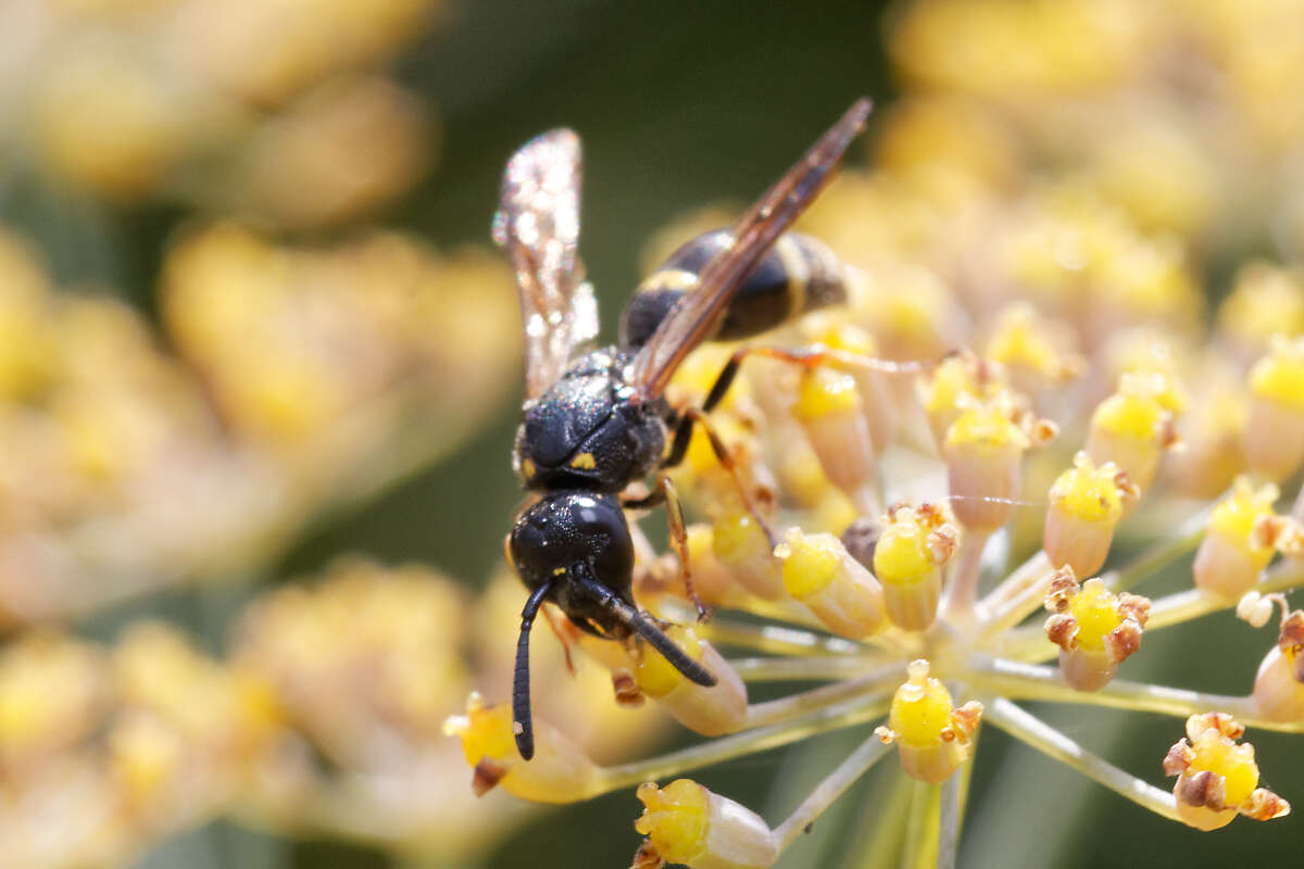 Image of Symmorphus bifasciatus (Linnaeus 1761)