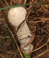 Image of Hypomyces hyalinus (Schwein.) Tul. & C. Tul. 1860