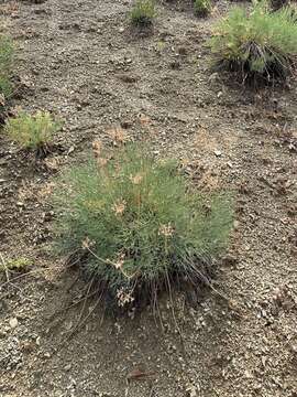 Imagem de Lomatium graveolens (S. Wats.) R. D. Dorn & R. L. Hartman