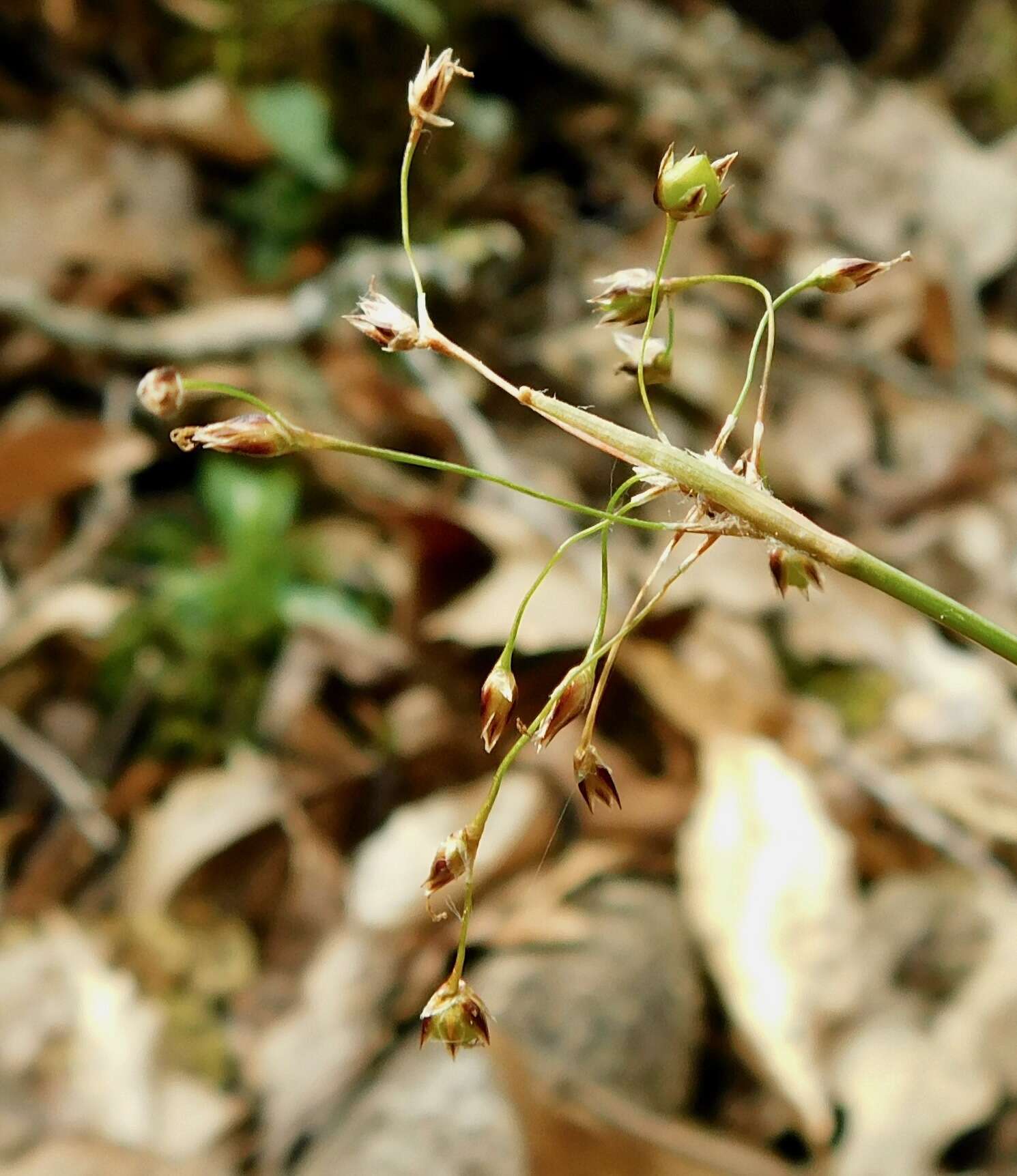 Luzula acuminata subsp. carolinae (S. Watson) Z. Kaplan resmi