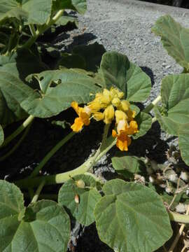 Image of yellow unicorn-plant