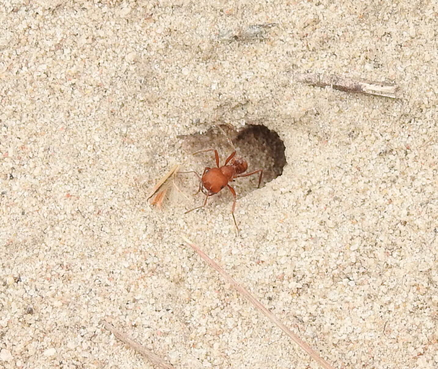 Image of Pogonomyrmex comanche Wheeler 1902