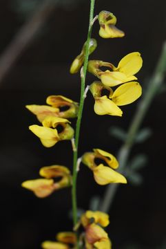 Image of Lebeckia
