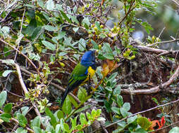 Image of Black-chested Mountain Tanager
