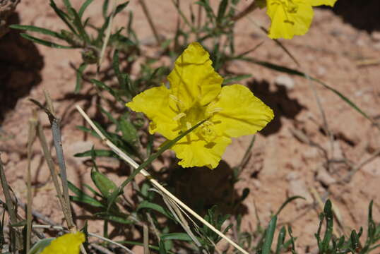 Image of Oenothera lavandulifolia Torr. & Gray