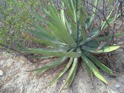 Image of Baja California Sur Agave