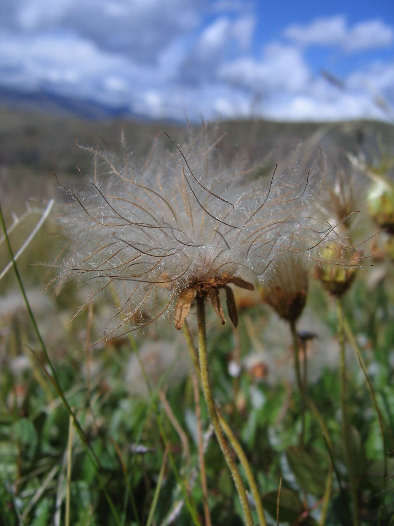 Imagem de Dryas octopetala subsp. oxyodonta (Juz.) Hult.