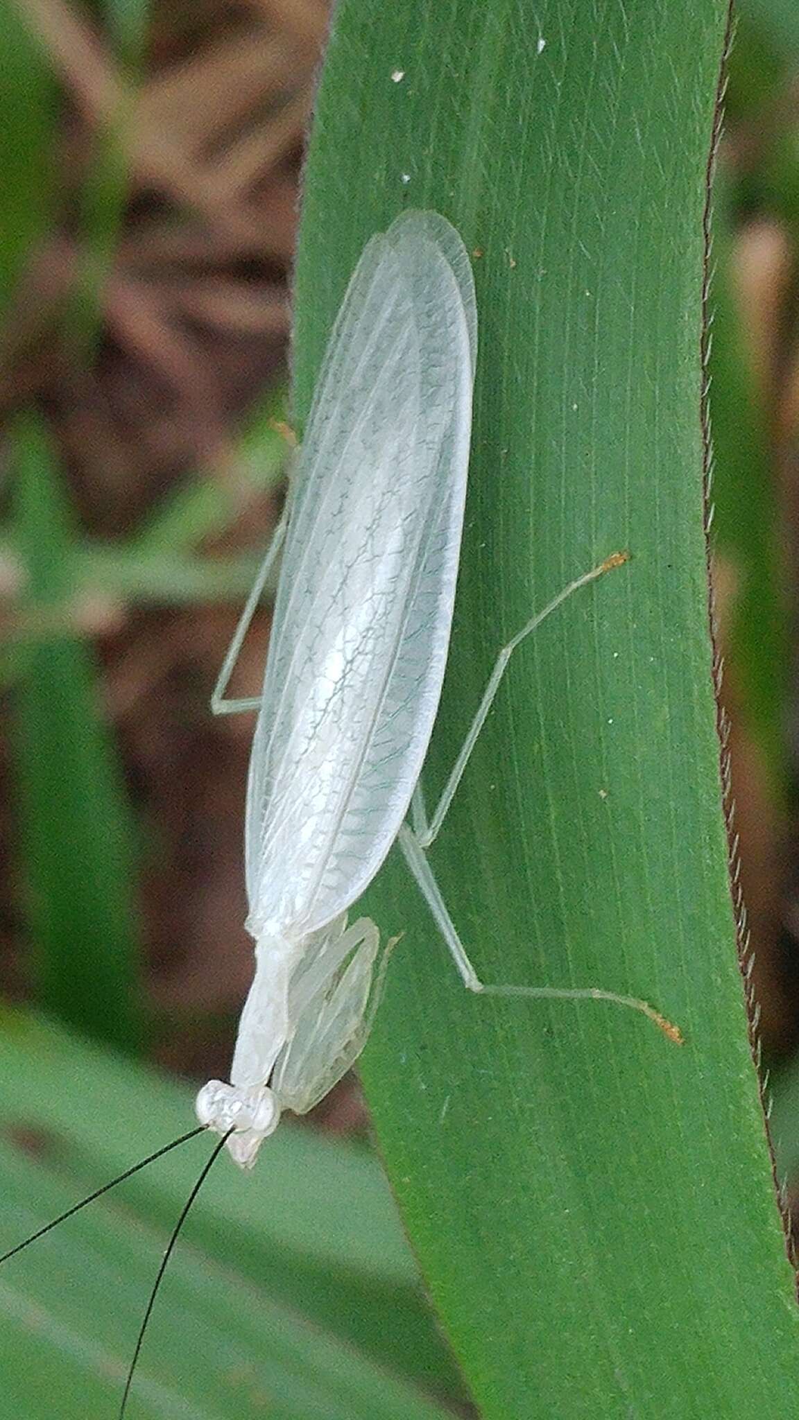 Image of Platycalymma dichroica Paulian 1957