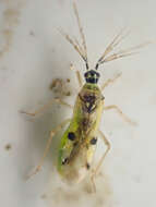 Image of Tupiocoris notatus (Distant 1893)