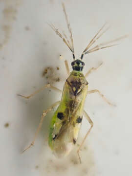 Image of Tupiocoris notatus (Distant 1893)