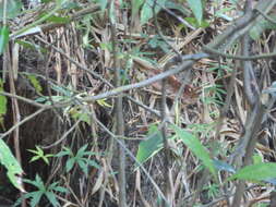 Image of Green-tailed Jacamar