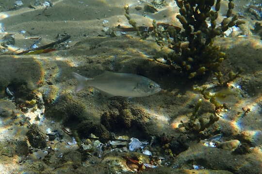 Image of bluefishes