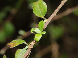 Image of Spiraea prunifolia var. pseudoprunifolia (Hayata ex Nakai) H. L. Li