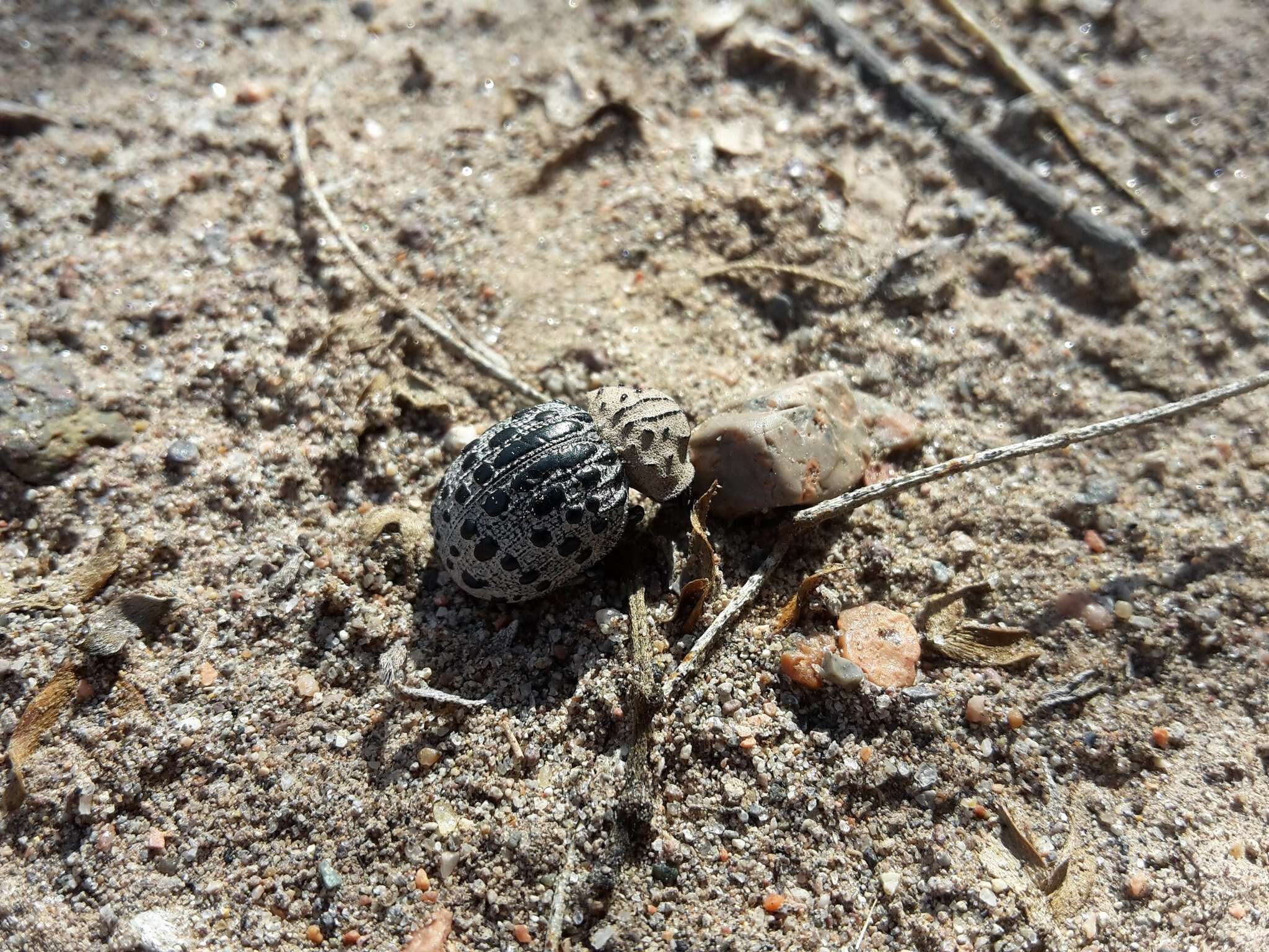 Image of Omorgus (Omorgus) pastillarius (Blanchard 1846)