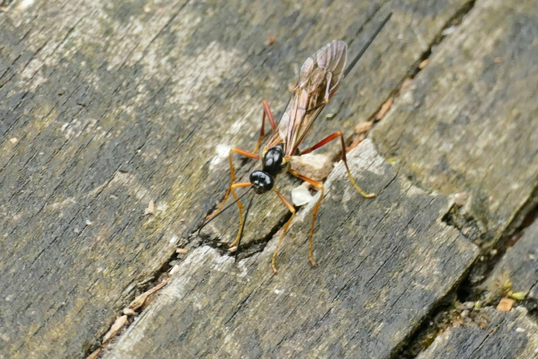 Image of Coleocentrus excitator (Poda 1761)