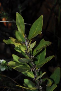 Image of ebony family