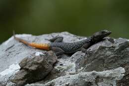 Image of Chimanimani Flat Lizard