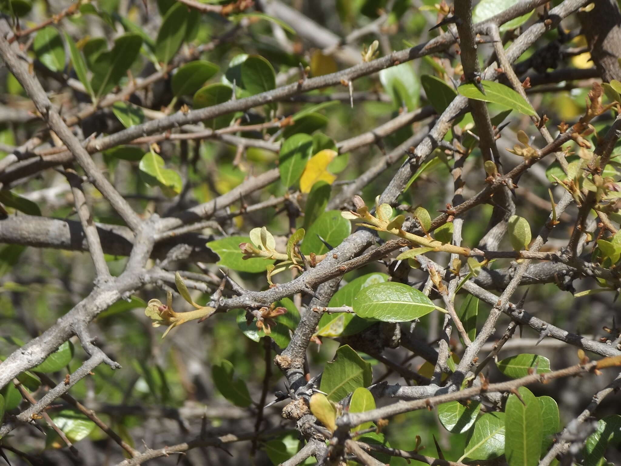 Image of Sideroxylon peninsulare (Brandegee) T. D. Penn.