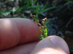 Image of largepod pinweed