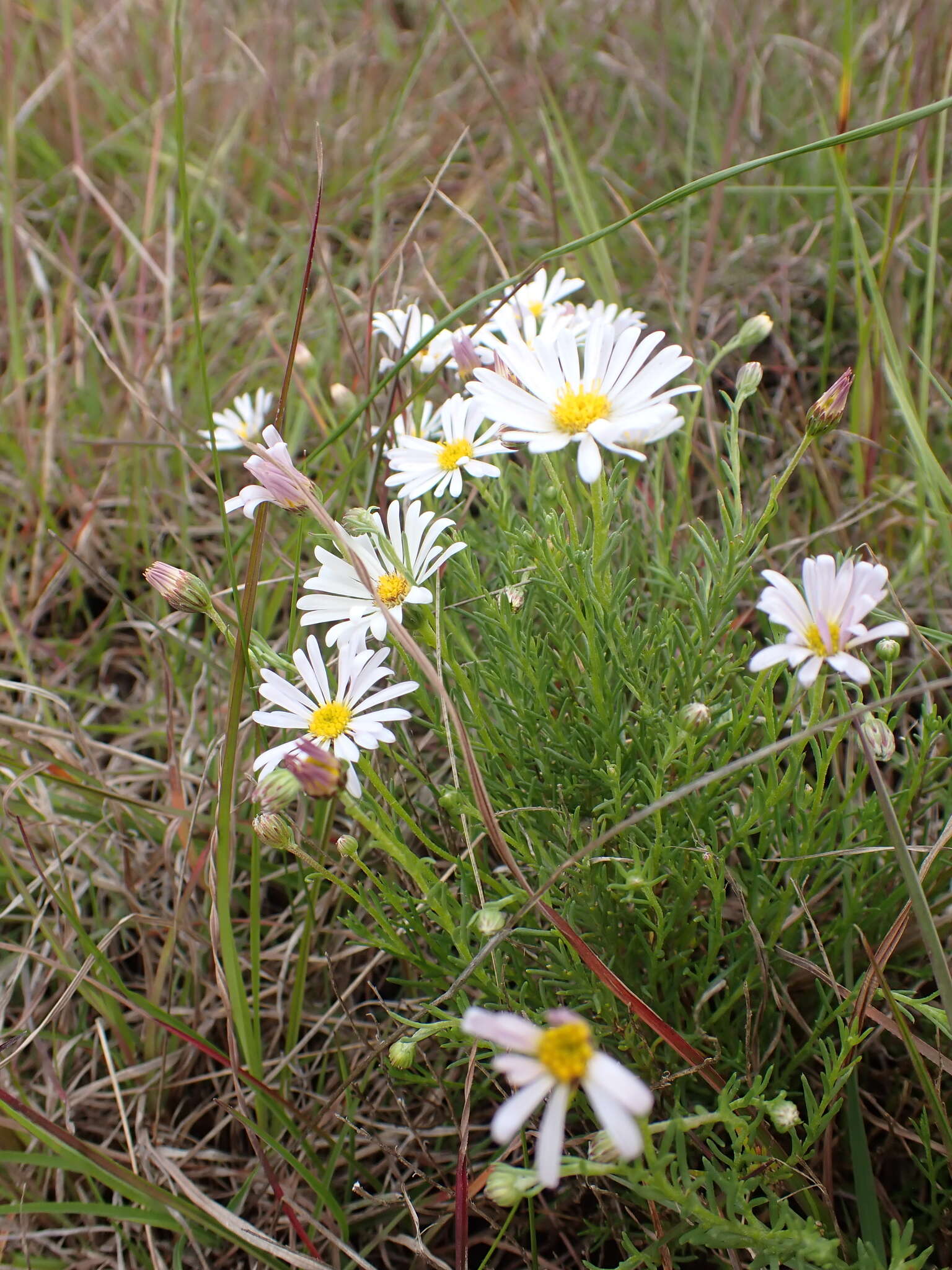 Image of Minuria leptophylla DC.