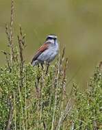 Ochthoeca leucophrys (d'Orbigny & Lafresnaye 1837)的圖片