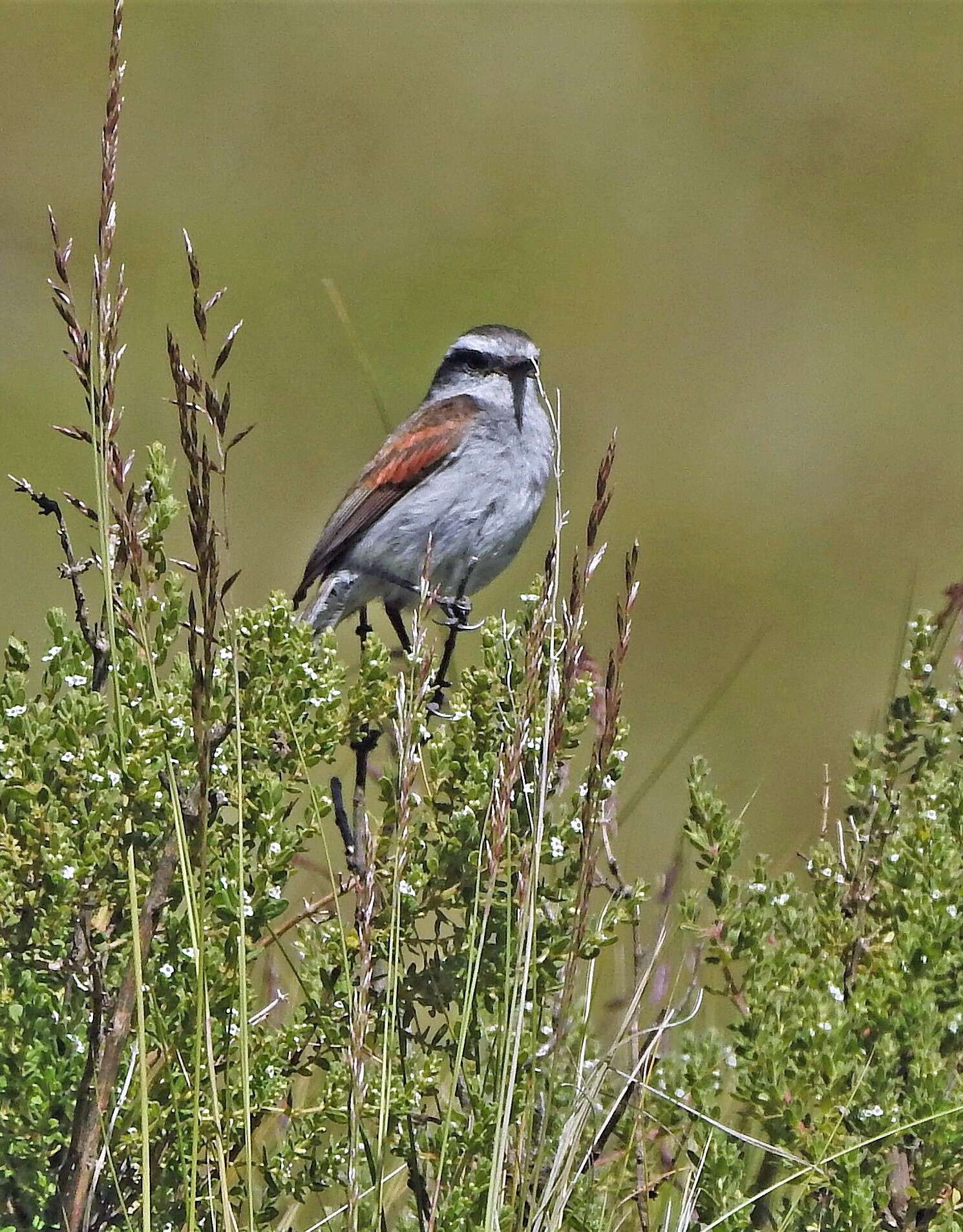 Ochthoeca leucophrys (d'Orbigny & Lafresnaye 1837)的圖片