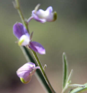 Image of velvetseed milkwort