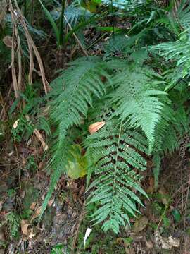 Microlepia strigosa (Thunb.) C. Presl resmi